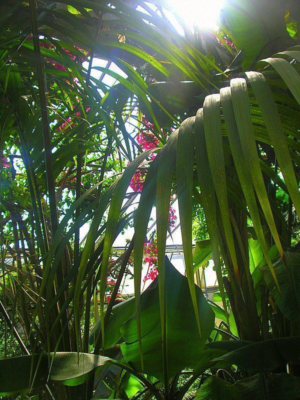 paysage exotique paysage exotique